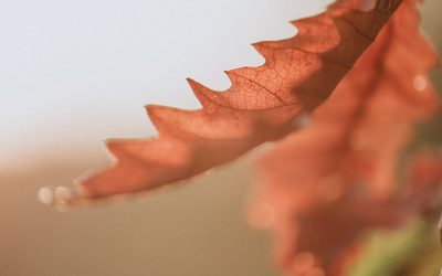 The Woman Heal With The Issue Of Blood