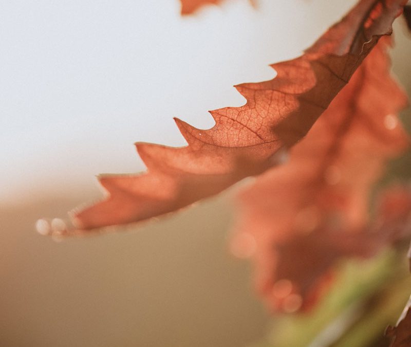 The Woman Heal With The Issue Of Blood